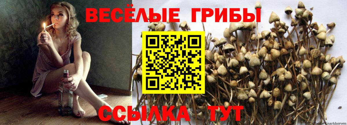 Псилоцибиновые грибы Psilocybine cubensis Гай